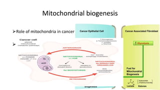 Mitochondrial Reprogramming Metabolic reprogramming in cancer_Anupama Modi.pptx