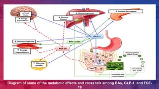 Diagram of some of the metabolic effects and cross talk among BAs, GLP-1, and FGF-
19
 