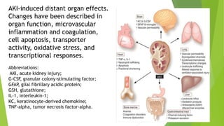 AKI-induced distant organ effects.
Changes have been described in
organ function, microvascular
inflammation and coagulation,
cell apoptosis, transporter
activity, oxidative stress, and
transcriptional responses.
Abbreviations:
AKI, acute kidney injury;
G-CSF, granular colony-stimulating factor;
GFAP, glial fibrillary acidic protein;
GSH, glutathione;
IL-1, interleukin-1;
KC, keratinocyte-derived chemokine;
TNF-alpha, tumor necrosis factor-alpha.
 