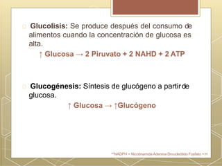 Glucolisis: Se produce después del consumo de
alimentos cuando la concentración de glucosa es
alta.
↑ Glucosa → 2 Piruvato + 2 NAHD + 2 ATP
Glucogénesis: Síntesis de glucógeno a partirde
glucosa.
↑ Glucosa → ↑Glucógeno
**NADPH = Nicotinamida Adenina Dinucleótido Fosfato + H
 