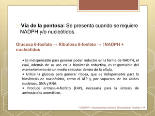 Vía de la pentosa: Se presenta cuando se requiere
NADPH y/o nucleótidos.
Glucosa 6-fosfato → Ribulosa 6-fosfato → ↑NADPH +
nucleótidos
**NADPH = Nicotinamida Adenina Dinucleótido Fosfato + H
• Es indispensable para generar poder reductor en la forma de NADPH, el
cual, además de su uso en la biosíntesis reductiva, es responsable del
mantenimiento de un medio reductor dentro de la célula.
• Utiliza la glucosa para generar ribosa, que es indispensable para la
biosíntesis de nucleótidos, como el ATP y, por supuesto, de los ácidos
nucleicos, DNA y RNA.
• Produce eritrosa-4-fosfato (E4P), necesaria para la síntesis de
aminoácidos aromáticos.
 