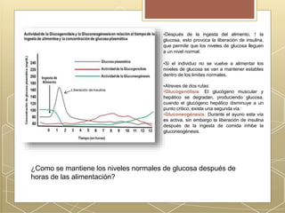 ¿Como se mantiene los niveles normales de glucosa después de
horas de las alimentación?
•Después de la ingesta del alimento, ↑ la
glucosa, esto provoca la liberación de insulina,
que permite que los niveles de glucosa lleguen
a un nivel normal.
•Si el individuo no se vuelve a alimentar los
niveles de glucosa se van a mantener estables
dentro de los limites normales.
•Atreves de dos rutas:
•Glucogenólisis: El glucógeno muscular y
hepático se degradan, produciendo glucosa,
cuando el glucógeno hepático disminuye a un
punto critico, existe una segunda vía.
•Gluconeogénesis: Durante el ayuno esta vía
es activa, sin embargo la liberación de insulina
después de la ingesta de comida inhibe la
gluconeogénesis.
Liberación deinsulina
 