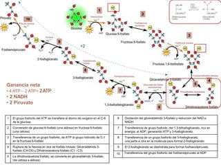 1
2
3
5
6
7
8
9
10
Ganancia neta
• 4 ATP – 2 ATP= 2ATP
• 2 NADH
• 2 Piruvato
1 El grupo fosforilo del ATP se transfiere al átomo de oxígeno en el C-6
de la glucosa
2 Conversión de glucosa 6-fosfato (una aldosa) en fructosa 6-fosfato
(una cetosa)
3 Transferencia de un grupo fosforilo, de ATP al grupo hidroxilo de C-1
en la fructosa 6-fosfato
4 Ruptura de la hexosa en dos se fosfato triosas: Gliceraldehído3-
fosfato (C4-C6) y Dihidroxiacetona fosfato (C1 - C3).
5 La dihidroxiacetona fosfato, se convierte en glicaraldehído 3-fosfato
(de cetosa a aldosa)
4
6 Oxidación del gliceraldehído 3-fosfato y reducción del NAD a
NADH.
7 Transferencia de grupo fosforilo, del 1,3-bifosfoglicerato, rico en
energía, al ADP, generando ATP y 3-fosfoglicerato.
8 Transferencia de un grupo fosforilo del 3-fosfoglicerato
una parte a otra en la molécula para formar 2-fosfoglicerato
9 El 2-fosfoglicerato se deshidrata para formar fosfoenolpiruvato.
10 Transferencia del grupo fosforilo del fosfoenolpiruvato al ADP
 
