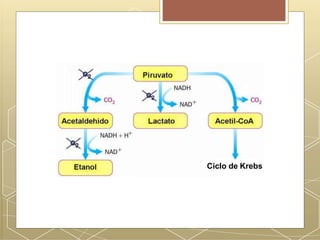 Ciclo de Krebs
 