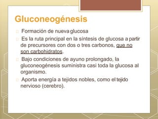 Gluconeogénesis
Formación de nueva glucosa
Es la ruta principal en la síntesis de glucosa a partir
de precursores con dos o tres carbonos, que no
son carbohidratos.
Bajo condiciones de ayuno prolongado, la
gluconeogénesis suministra casi toda la glucosa al
organismo.
Aporta energía a tejidos nobles, como el tejido
nervioso (cerebro).
 