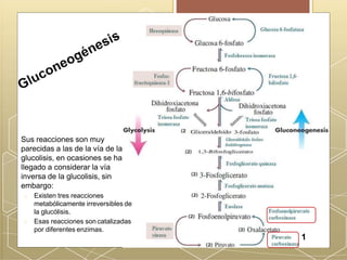 Hexoquinasa Glucosa 6-fosfatasa
Fosfohexosa isomerasa
Fosfos- Fructosa 1,6-
fructoquinasa-1 bifosfato
Aldosa
Triosa fosfato Triosa fosfato
isomerasa isomerasa
Gliceraldehído fosfato
deshidrogenasa
Fosfoglicerato quinasa
Fosfogliceratomutasa
Enolasa
Fosfoenolpiruvato
carboxinasa
Piruvato
cinasa Piruvato
carboxinasa
Sus reacciones son muy
parecidas a las de la vía de la
glucolisis, en ocasiones se ha
llegado a considerar la vía
inversa de la glucolisis, sin
embargo:
Existen tres reacciones
metabólicamente irreversibles de
la glucólisis.
Esas reacciones son catalizadas
por diferentes enzimas.
1
 