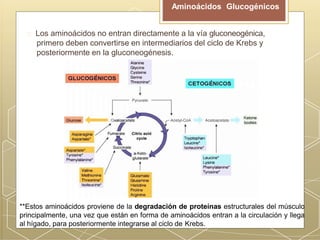 Los aminoácidos no entran directamente a la vía gluconeogénica,
primero deben convertirse en intermediarios del ciclo de Krebs y
posteriormente en la gluconeogénesis.
Aminoácidos Glucogénicos
**Estos aminoácidos proviene de la degradación de proteínas estructurales del músculo
principalmente, una vez que están en forma de aminoácidos entran a la circulación y llega
al hígado, para posteriormente integrarse al ciclo de Krebs.
 