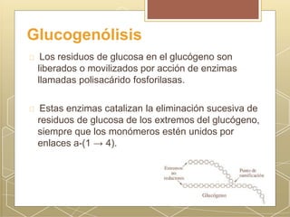 Glucogenólisis
Los residuos de glucosa en el glucógeno son
liberados o movilizados por acción de enzimas
llamadas polisacárido fosforilasas.
Estas enzimas catalizan la eliminación sucesiva de
residuos de glucosa de los extremos del glucógeno,
siempre que los monómeros estén unidos por
enlaces a-(1 → 4).
 