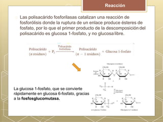 Las polisacárido fosforilasas catalizan una reacción de
fosforólisis donde la ruptura de un enlace produce ésteres de
fosfato, por lo que el primer producto de la descomposición del
polisacárido es glucosa 1-fosfato, y no glucosa libre.
Reacción
La glucosa 1-fosfato, que se convierte
rápidamente en glucosa 6-fosfato, gracias
a la fosfosglucomutasa.
 
