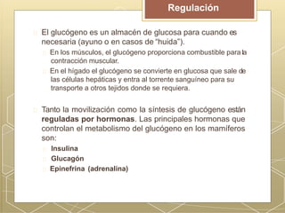 El glucógeno es un almacén de glucosa para cuando es
necesaria (ayuno o en casos de “huida”).
En los músculos, el glucógeno proporciona combustible parala
contracción muscular.
En el hígado el glucógeno se convierte en glucosa que sale de
las células hepáticas y entra al torrente sanguíneo para su
transporte a otros tejidos donde se requiera.
Tanto la movilización como la síntesis de glucógeno están
reguladas por hormonas. Las principales hormonas que
controlan el metabolismo del glucógeno en los mamíferos
son:
Insulina
Glucagón
Epinefrina (adrenalina)
Regulación
 