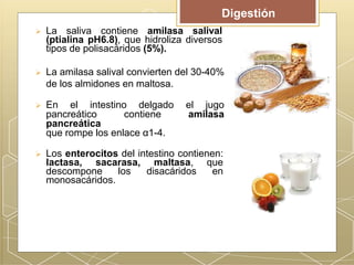  La saliva contiene amilasa salival
(ptialina pH6.8), que hidroliza diversos
tipos de polisacáridos (5%).
 La amilasa salival convierten del 30-40%
de los almidones en maltosa.
 En el intestino delgado el jugo
pancreático contiene amilasa
pancreática
que rompe los enlace α1-4.
 Los enterocitos del intestino contienen:
lactasa, sacarasa, maltasa, que
descompone los disacáridos en
monosacáridos.
Digestión
 