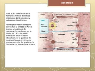 Los SGLT se localizan en la
membrana luminal de células
encargadas de la absorción y
reabsorción de nutrientes.
Estas proteínas de transporte
aprovechan la entrada de Na+ (a
favor de un gradiente de
concentración mantenido por la
bomba Na + /K +) del medio
extracelular hacia el medio
Intracelular, por lo que sirve de
cotransporte para el ingreso de
glucosa en contra del gradiente de
concentración, al interior de la célula.
Absorción
10 mEq Na+
160 mEq Na+
Difusión facilitada Glu
Disacaridasas
 