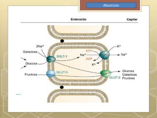 Absorcion
 