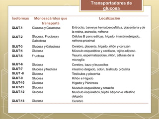 Isoformas Localización
GLUT-1
Monosacáridos que
transporta
Glucosa y Galactosa
GLUT-2
GLUT-3
GLUT-4
GLUT-5
Glucosa, Fructosa y
Galactosa
Glucosa y Galactosa
Glucosa
Fructosa
GLUT-6
GLUT-7
GLUT -8
GLUT-9
GLUT-10
GLUT-11
GLUT-12
Glucosa
Glucosa y fructosa
Glucosa
Glucosa
Glucosa
Glucosa
Glucosa
GLUT-13 Glucosa
Eritrocito, barreras hematoencefálica, placentaria yde
la retina, astrocito, nefrona
Células B pancreáticas, hígado, intestinodelgado,
nefrona proximal
Cerebro, placenta, hígado, riñón y corazón
Músculo esquelético y cardíaco, tejidoadiposo.
Yeyuno, espermatozoides, riñón, células de la
microglía
Cerebro, bazo y leucocitos
intestino delgado, colon, testículo,próstata
Testículos y placenta
Riñón e Hígado
Hígado y Páncreas
Musculo esquelético y corazón
Musculo esquelético, tejido adiposo e intestino
delgado
Cerebro
Transportadores de
glucosa
 