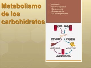 Metabolismo
de los
carbohidratos
• Glucólisis
• Gluconeogénesis
• Glucogénesis
• Glucogenólisis
• Vía de las pentosas
 