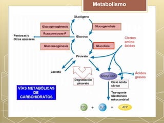Metabolismo
 
