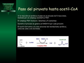 Paso del piruvato hasta acetil-CoA Si la reacción es aeróbica el paso es un proceso de 5 reacciones, mediada por un complejo enzimático PDH El complejo PDH involucra  3enzimas y 5 coenzimas Durante el proceso se genera un NADH+H por cada piruvato El acetil-CoA entra a la ruta universal del metabolismo aeróbico, conocido como ciclo de Krebs. 