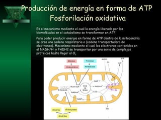 Producción de energía en forma de ATP  Fosforilación oxidativa Es el mecanismo mediante el cual la energía liberada por las biomoléculas en el catabolismo se transforman en ATP Para poder producir energia en forma de ATP dentro de la mitocondria se crea una cadena respiratoria o (cadena transportadora de electrones). Mecanismo mediante el cual los electrones contenidos en el NADH/ H +  y FADH2 se transportan por una serie de complejos proteicos hasta llegar al  O 2 