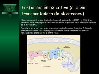 Fosforilación oxidativa (cadena transportadora de electrones) El mecanismo de transporte de electrones obtenidos del NADH/ H +  y FADH2 es realizado por 4 complejos enzimáticos que están dispuestos en la membrana interna de la mitocondria. Durante la serie de reacciones se emplean moléculas como: Coenzima Q llamada también ubiquinona, Citocromos pertenecientes a las hemoproteínas como la hemoglobina y proteínas Fe-S entre otras.  