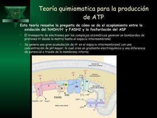 Teoría quimiomatica para la producción de ATP Esta teoría resuelve la pregunta de cómo se da el acoplamiento entre la oxidación del NADH/ H +  y FADH2 y la fosforilación del ADP El transporte de electrones por los complejos enzimáticos generan un bombardeo de protones H +  desde la matriz hasta el espacio intermembranal. Se genera una gran acumulación de  H +  en el espacio intermembranal con una concentración de pH mayor, lo cual crea un gradiente electroquímico y una diferencia de potencial a través de la membrana interna  