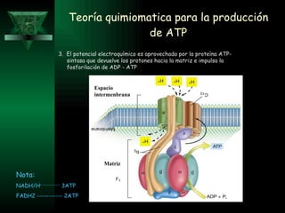 Teoría quimiomatica para la producción de ATP Nota: NADH/ H + -------------  3ATP FADH2 ----------- 2ATP 3.  El potencial electroquímico es aprovechado por la proteína ATP-sintasa que devuelve los protones hacia la matriz e impulsa la fosforilación de ADP - ATP Matriz Espacio intermenbrana 