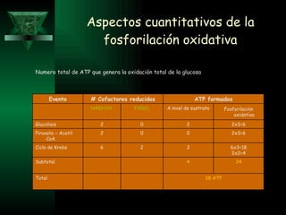 Aspectos cuantitativos de la fosforilación oxidativa Numero total de ATP que genera la oxidación total de la glucosa Evento # Cofactores reducidos ATP formados NADH/H + FADH 2 A nivel de sustrato Fosforilaci ó n oxidativa Gluc ó lisis 2 0 2 2x3=6 Piruvato  –  Acetil CoA 2 0 0 2x3=6 Ciclo de Krebs 6 2 2 6x3=18 2x2=4 Subtotal 4 34 Total 38 ATP 