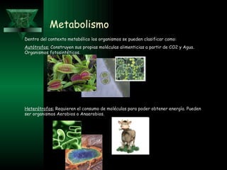Metabolismo Dentro del contexto metabólico los organismos se pueden clasificar como: Autótrofos:  Construyen sus propias moléculas alimenticias a partir de CO2 y Agua. Organismos fotosintéticos. Heterótrofos:  Requieren el consumo de moléculas para poder obtener energía. Pueden ser organismos Aerobios o Anaerobios. 