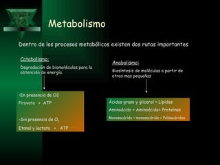 Metabolismo Dentro de los procesos metabólicos existen dos rutas importantes Catabolismo: Degradación de biomoléculas para la obtención de energía.  Anabolismo: Biosíntesis de moléculas a partir de otros mas pequeñas En presencia de O2  Piruvato  +  ATP Sin presencia de  O 2 Etanol y lactato  +  ATP Ácidos graso y glicerol = Lípidos Aminoácido + Aminoácido= Proteínas Monosacárido + monosacárido = Polisacáridos   