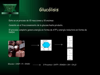 Glucólisis Este es un proceso de 10 reacciones y 10 enzimas Consiste en el fraccionamiento de la glucosa hasta pirubato. El proceso completo genera energía en forma de ATP y energía reductora en forma de NADH Glucosa + 2ADP + Pi + 2NAD +   2 Piruvatos + 2ATP + 2NADH + 2H +  + 2H 2 O 