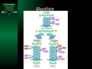 Glucólisis 