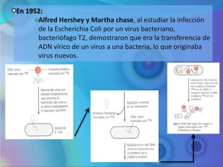 En 1952:
      Alfred Hershey y Martha chase, al estudiar la infección
      de la Escherichia Coli por un virus bacteriano,
      bacteriófago T2, demostraron que era la transferencia de
      ADN vírico de un virus a una bacteria, lo que originaba
      virus nuevos.
 