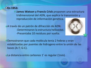 En 1953:
      James Watson y Francis Crick proponen una estructura
      tridimensional del ADN, que explica la transmisión y
      reproducción de información genética.

A través de un patrón de difracción de ADN:
       -Determinaron la estructura helicoidal.
       -Presentaba 10 residuos por vuelta.

Demostraron que cada molécula tenia 2 hebras y eran
estabilizadas por puentes de hidrogeno entre la unión de las
bases (A-T; G-C).

La distancia entre carbonos 1’ es regular (1nm).
 