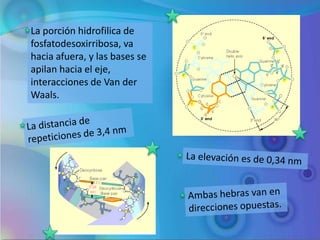 La porción hidrofilica de
fosfatodesoxirribosa, va
hacia afuera, y las bases se
apilan hacia el eje,
interacciones de Van der
Waals.
 