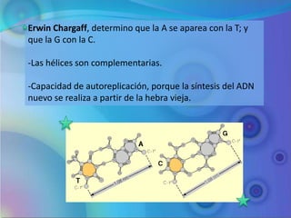 Erwin Chargaff, determino que la A se aparea con la T; y
que la G con la C.

-Las hélices son complementarias.

-Capacidad de autoreplicación, porque la síntesis del ADN
nuevo se realiza a partir de la hebra vieja.
 