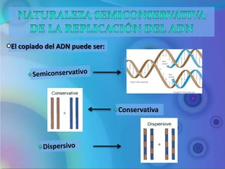 El copiado del ADN puede ser:




                                Conservativa
 