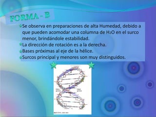 Se observa en preparaciones de alta Humedad, debido a
que pueden acomodar una columna de H2O en el surco
menor, brindándole estabilidad.
La dirección de rotación es a la derecha.
Bases próximas al eje de la hélice.
Surcos principal y menores son muy distinguidos.
 