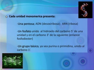 Cada unidad monomerica presenta:

     -Una pentosa; ADN (desoxiribosa); ARN (ribosa)

     -Un fosfato unido al hidroxilo del carbono 5’ de una
     unidad y en el carbono 3’ de la siguiente (enlance
     fosfodiester)

     -Un grupo básico, ya sea purina o pirimidina, unido al
     carbono 1’.
 