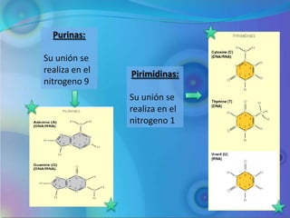 Purinas:

Su unión se
realiza en el   Pirimidinas:
nitrogeno 9
                Su unión se
                realiza en el
                nitrogeno 1
 