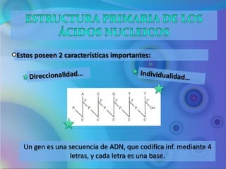 Estos poseen 2 características importantes:




  Un gen es una secuencia de ADN, que codifica inf. mediante 4
                letras, y cada letra es una base.
 