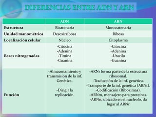 ADN                              ARN
Estructura                  Bicatenaria                    Monocatenaria
Unidad manométrica        Desoxirribosa                         Ribosa
Localización celular          Núcleo                         Citoplasma
                             -Citocina                        -Citocina
                             -Adenina                         -Adenina
Bases nitrogenadas            -Timina                          -Uracilo
                             -Guanina                         -Guanina

                        -Almacenamiento y         -ARNr forma parte de la estructura
                       transmisión de la inf.                 ribosomal.
                            Genética.               -Traducción de la inf. genética.
                                                -Transporte de la inf. genética (ARNt).
                            -Dirigir la               -Codificación (Ribozimas).
Función                    replicación.           -ARNm, mensajero para proteínas.
                                                  -ARNn, ubicado en el nucleolo, da
                                                            lugar al ARNr
 
