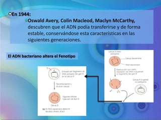 En 1944:
        Oswald Avery, Colin Macleod, Maclyn McCarthy,
        descubren que el ADN podía transferirse y de forma
        estable, conservándose esta características en las
        siguientes generaciones.


El ADN bacteriano altera el Fenotipo
 