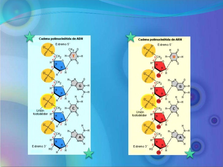 Metabolismo de ácidos nucleicos Metabolismo de ácidos nucleicos