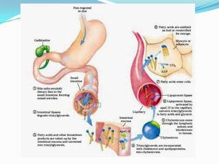 Metabolismo de lipidos Slide 12