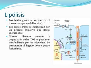 Metabolismo de lipidos Slide 17