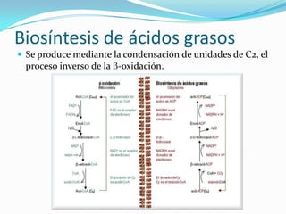 Metabolismo de lipidos Slide 60