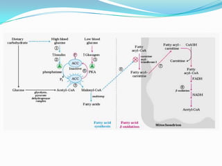 Metabolismo de lipidos Slide 62