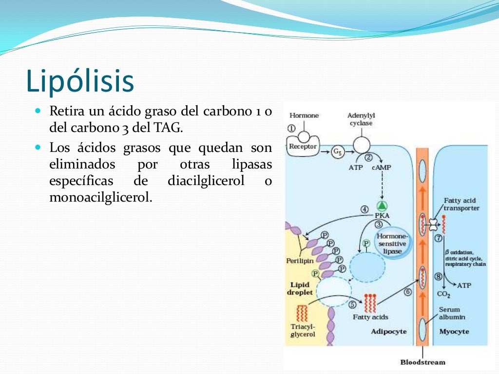 Metabolismo de lipidos