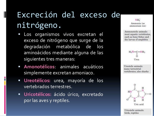 Los mejores consejos para como acelerar el metabolismo para adelgazar