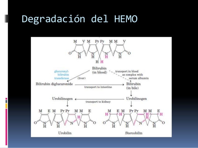 metabolismo presistemico opciones