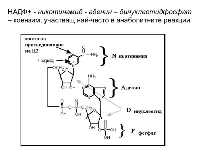 Метаболизъм Физиология на растителната клетка